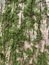 Bark tree and moss as background.Skin the bark of a tree that traces cracking Royalty Free Stock Photo