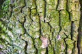 Bark of the tree with moss. Nature texture background