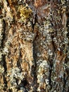 bark tree moss texture sunny summer day Royalty Free Stock Photo