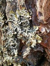 bark tree moss texture sunny summer day Royalty Free Stock Photo