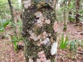 Bark of a Tree with Mushrooms - Bulow Plantation Ruins Historic State Park near Daytona - Monument