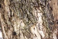 The bark of tree