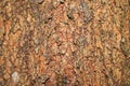 Bark Tree