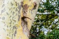 Bark of the tree is platan with beautiful texture