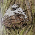 Alien from another world. Bark of a tree-a sculptural portrait of the unknown other world. Portrait of a Scarecrow from a parallel