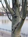 The bark of a tree in the shape of an eye, creating the impression of a glance Royalty Free Stock Photo