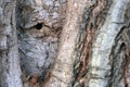 The bark of the tree is similar to the human eye Royalty Free Stock Photo