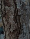 Bark tree Royalty Free Stock Photo