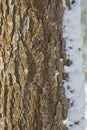 Bark of a tree with a strong texture covered with snow curtains Royalty Free Stock Photo