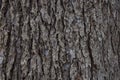 Bark Tree Texture  Atlantic cedar trunk  natural wood background Royalty Free Stock Photo