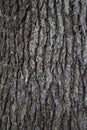 Bark Tree Texture, Atlantic cedar trunk, natural wood background Royalty Free Stock Photo