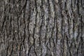 Bark Tree Texture  Atlantic cedar trunk  natural wood background Royalty Free Stock Photo