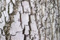 Bark Tree Texture, Atlantic cedar trunk, natural wood background, dark gray color Royalty Free Stock Photo