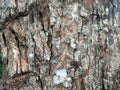 bark or tree bark texture, bark background