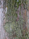 Bark of tree. Royalty Free Stock Photo
