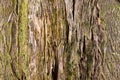Bark of a tree texture pattern background
