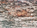 Dried bark tree texture background in brown, beige, red, close-up Royalty Free Stock Photo