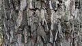 Bark of tree.