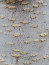 Bark tree texture, tree bark for background use Royalty Free Stock Photo