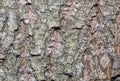 Bark tree texture, tree bark for background use Royalty Free Stock Photo