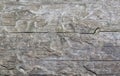 Bark tree texture, tree bark for background use Royalty Free Stock Photo