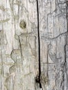 Bark tree texture, tree bark for background use Royalty Free Stock Photo