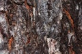 Bark of tree texture. Wood bark texture