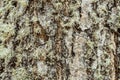 The bark of the tree, the texture of the wood, overgrown with moss. The bark of a thick deciduous tree can be seen as a delicate Royalty Free Stock Photo