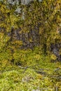 The bark of the tree, the texture of the wood, overgrown with moss. The bark of a thick deciduous tree can be seen as a delicate Royalty Free Stock Photo