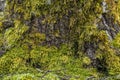 The bark of the tree, the texture of the wood, overgrown with moss. The bark of a thick deciduous tree can be seen as a delicate Royalty Free Stock Photo