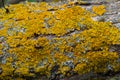 The bark of the tree, the texture of the wood, overgrown with moss. The bark of a thick deciduous tree can be seen as a delicate Royalty Free Stock Photo