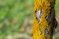 The bark of the tree, the texture of the wood, overgrown with moss. The bark of a thick deciduous tree can be seen as a delicate Royalty Free Stock Photo