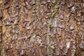 Bark of a tree that traces cracking