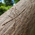 Bark of a tree trunk etched with a carved design featuring intersecting straight lines Royalty Free Stock Photo