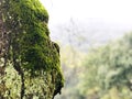 Bark tree trunk with green moss and lichen isolated with green field background, selective focus on tree soft-background. Royalty Free Stock Photo