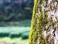 Bark tree trunk with green moss and lichen isolated with green field background, selective focus on tree soft-background. Royalty Free Stock Photo