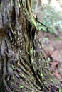 Bark of Tree Trunk in Japanese Forest Royalty Free Stock Photo