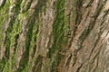 Bark tree trunk with lichens on the surface