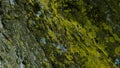 Bark on tree trunk with moss and lichen close up Royalty Free Stock Photo