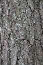 Bark on a tree trunk. Pine plant. Covered with lichen. Spring March.