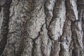 Bark tree trunk texture, background. Royalty Free Stock Photo