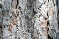 Bark tree trunk texture, background. Royalty Free Stock Photo