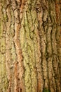 The bark on the tree is a wonderful skin that protects the tree by external factors.