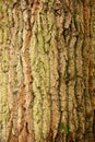 The bark on the tree is a wonderful skin that protects the tree by external factors.