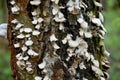 Bark of tree with wood mushrooms