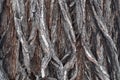 Bark Tree wood texture