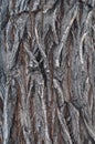 Bark Tree wood texture