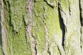 Moss.Tree. Wooden bark. Reliefs of the tree. Nature. Natural reliefs. Wood texture. Natural textures. Background. Wooden backgrou Royalty Free Stock Photo
