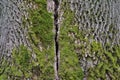 The bark of the trunk of an ash tree with remnants of moss in uniform illumination with a crack between the trunks Royalty Free Stock Photo