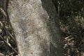 Bark on trunk of deadly manchineel tree